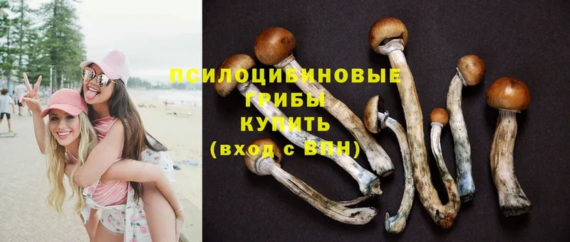 магазин продажи наркотиков  Островной  гидра tor  Псилоцибиновые грибы Psilocybine cubensis 